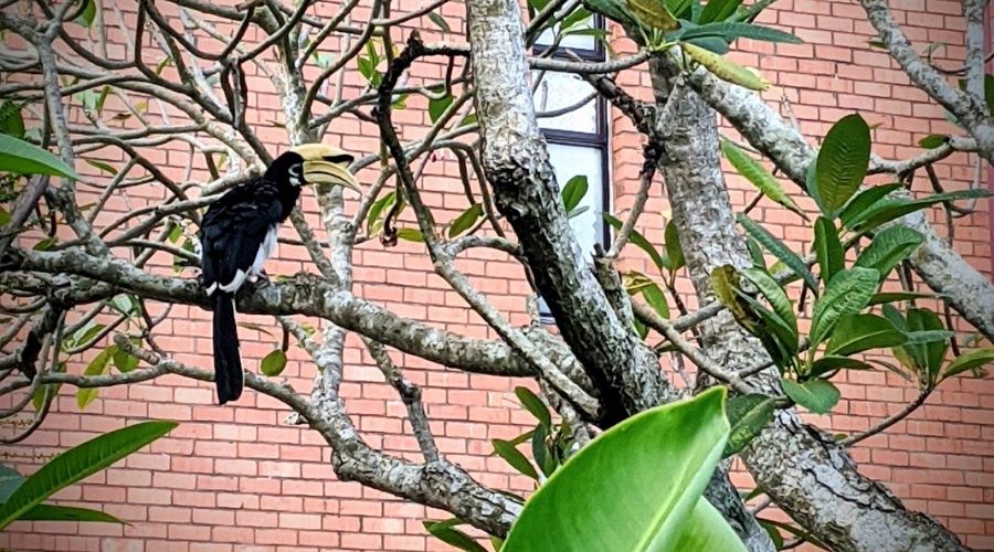 birdspotting in singapore